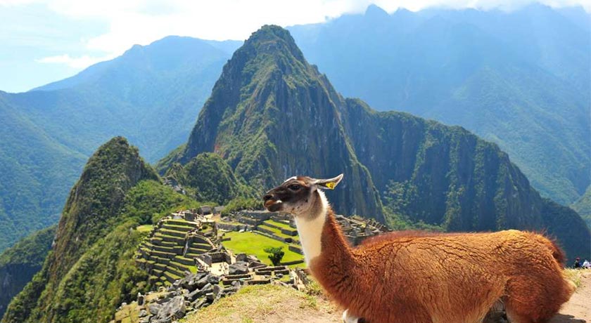 machupicchu-lama