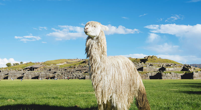 huayna picchu stairs