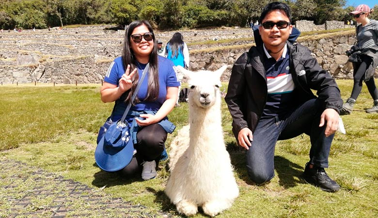 Machu Picchu llama